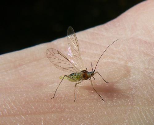 Réf. 25 984 : Euceraphis punctipennis