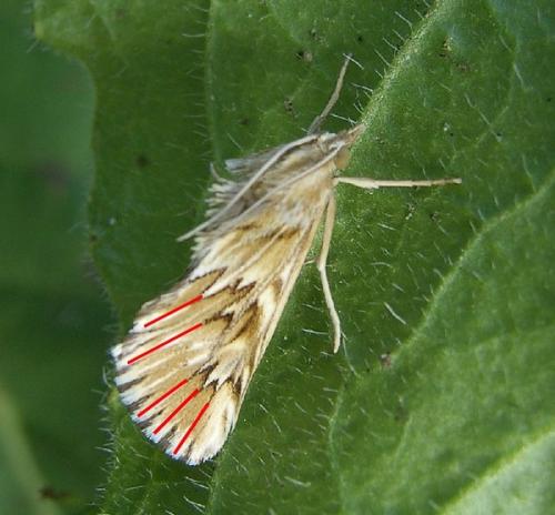 Réf. 25 102 : Cynaeda dentalis