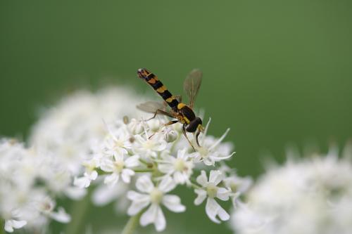 Sphaerophoria sp.
