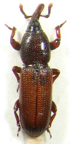 Mesites pallidipennis