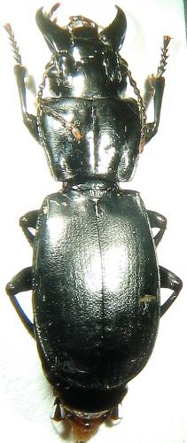 Percus grandicollis