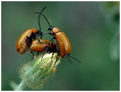 Exosoma lusitanicum