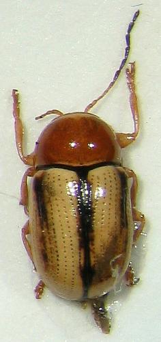 Cryptocephalus blanduloides