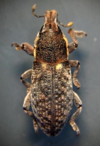 Pseudocleonus grammicus