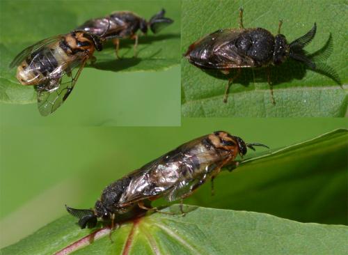 Diprioninae