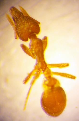 Réf. 25 830 : Strumigenys sp.