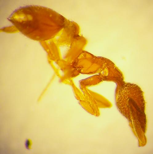 Strumigenys sp.