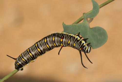 Réf. 25 236 : Danaus chrysippus