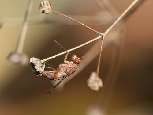 Tetanocera sp.