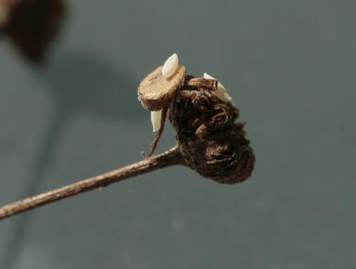Tetanocera sp.