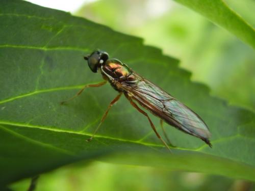 Sargus bipunctatus