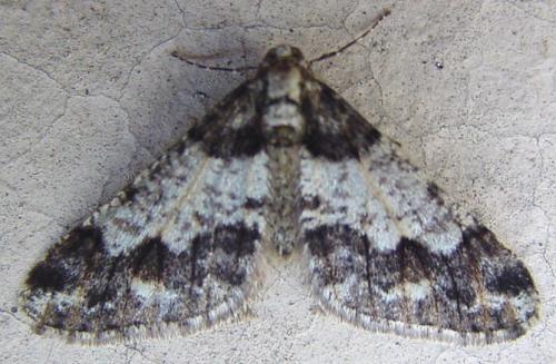 Agriopis leucophaearia