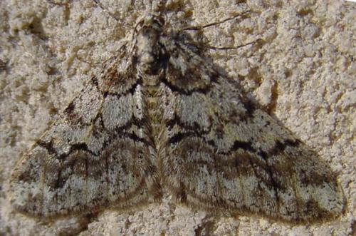 Agriopis leucophaearia