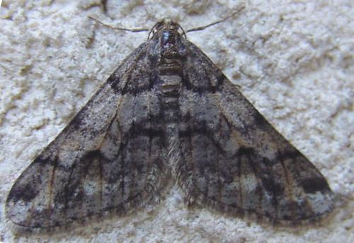 Réf. 25 543 : Agriopis leucophaearia