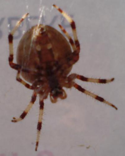 Araneus pallidus
