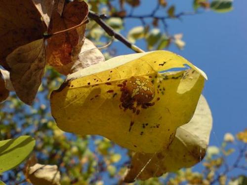 Araneus pallidus