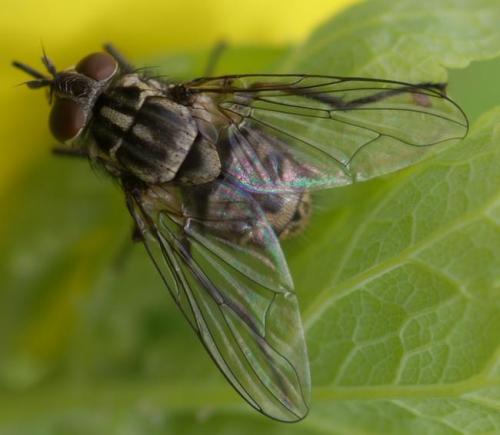 Réf. 25 606 : Stomoxys calcitrans