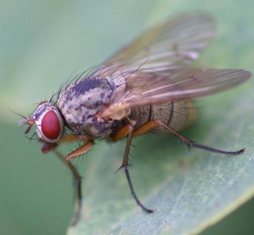 Helina sp.