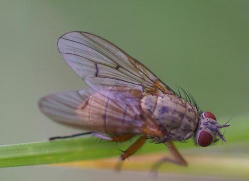 Helina sp.