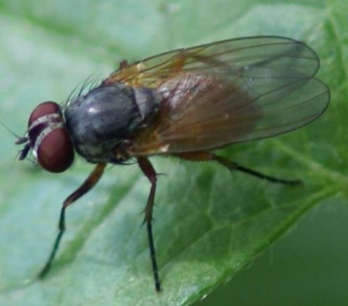 Fannia lustrator