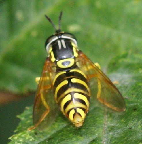 Réf. 25 662 : Chrysotoxum verralli