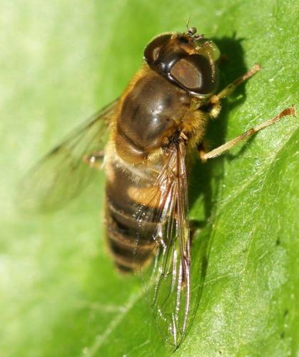 Réf. 25 006 : Eristalis pertinax