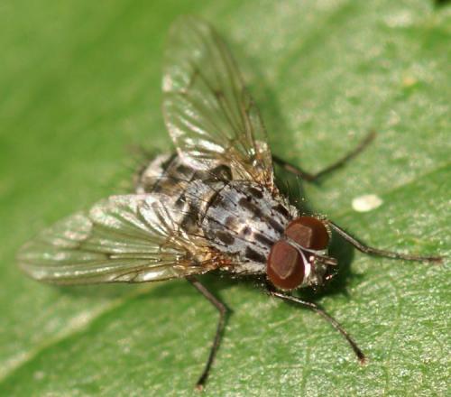 Réf. 25 055 : Phaonia trimaculata
