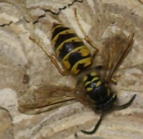 Vespula vulgaris
