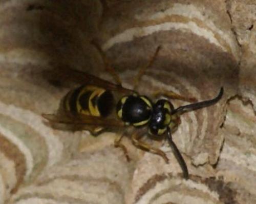 Vespula vulgaris