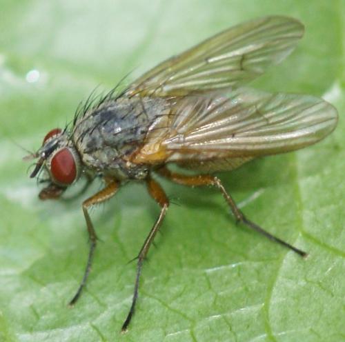 Helina sp.