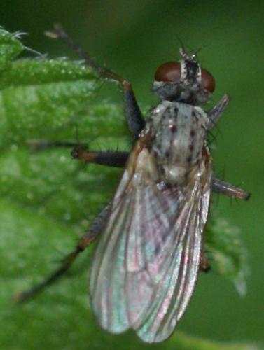 Coenosia tigrina