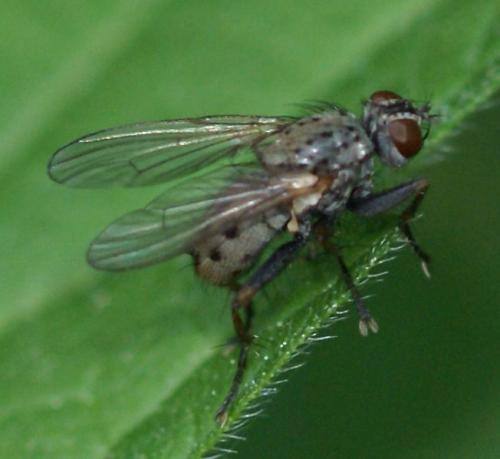 Coenosia tigrina