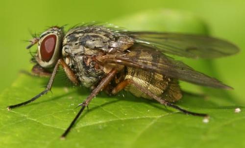 Réf. 25 424 : Phaonia valida