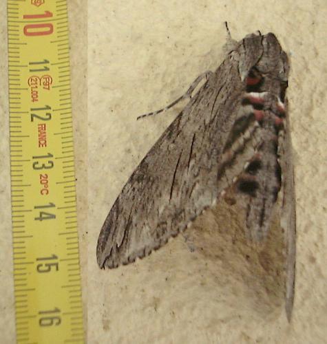 Réf. 25 058 : Agrius convolvuli