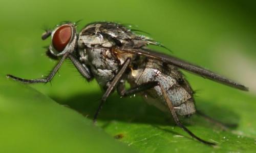 Réf. 25 491 : Phaonia sp.
