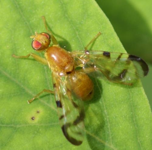 Réf. 25 157 : Acidia cognata