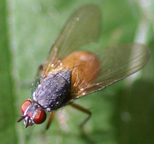 Réf. 25 712 : Pegomya sp.