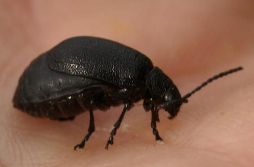 Galeruca tanaceti