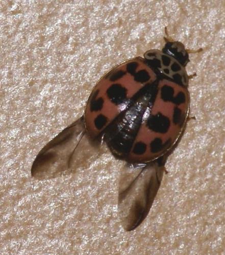 Oenopia conglobata