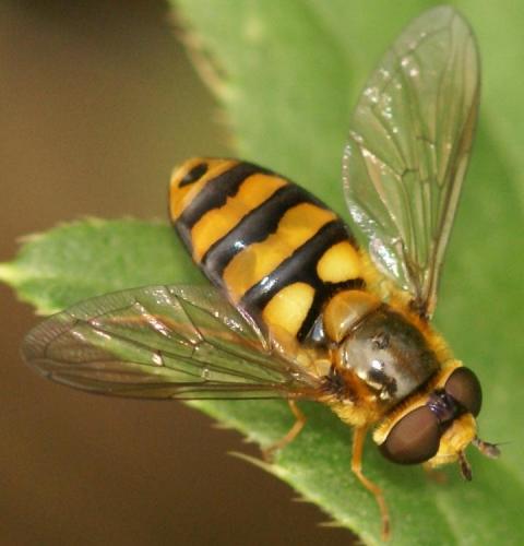 Réf. 25 403 : Eupeodes latifasciatus