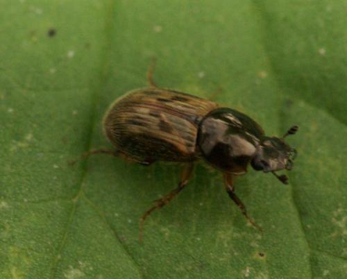 Nimbus contaminatus