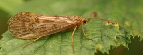 Réf. 25 365 : Halesus sp.