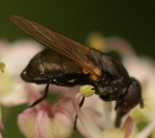 Cheilosia sp.