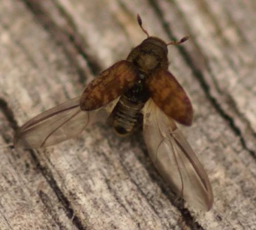 Réf. 25 366 : Hylesinus sp.