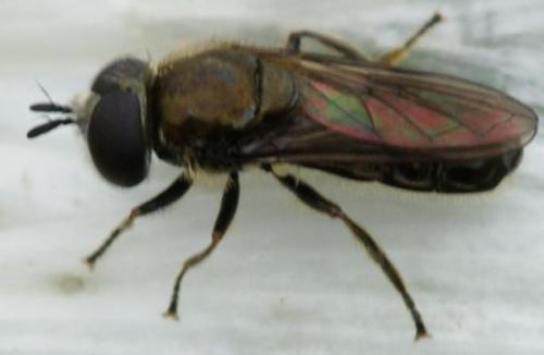 Réf. 25 661 : Pipizella sp.
