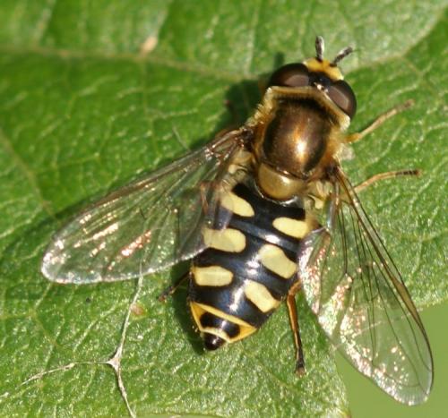 Eupeodes corollae