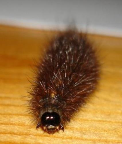 Phragmatobia fuliginosa