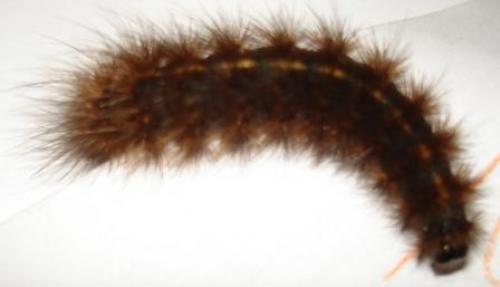 Phragmatobia fuliginosa