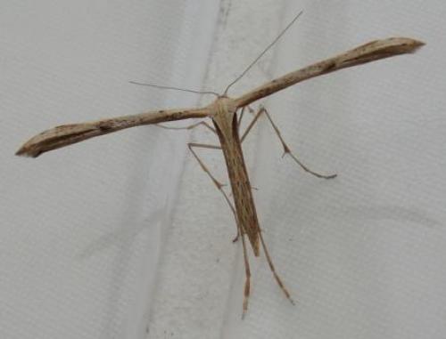 Réf. 25 148 : Emmelina monodactyla