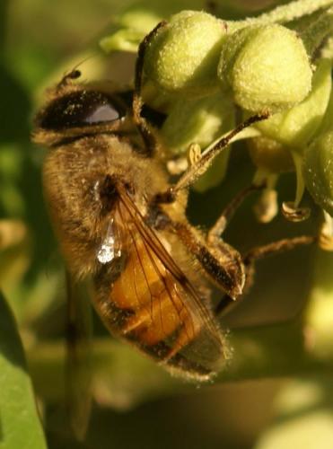 Eristalis tenax